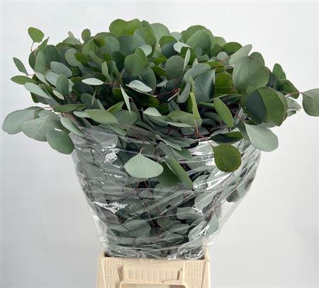 <h4>Eucalyptus per bos populifolia</h4>