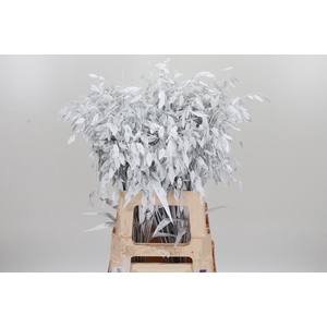 Chasmantium Kl Bh Wit
