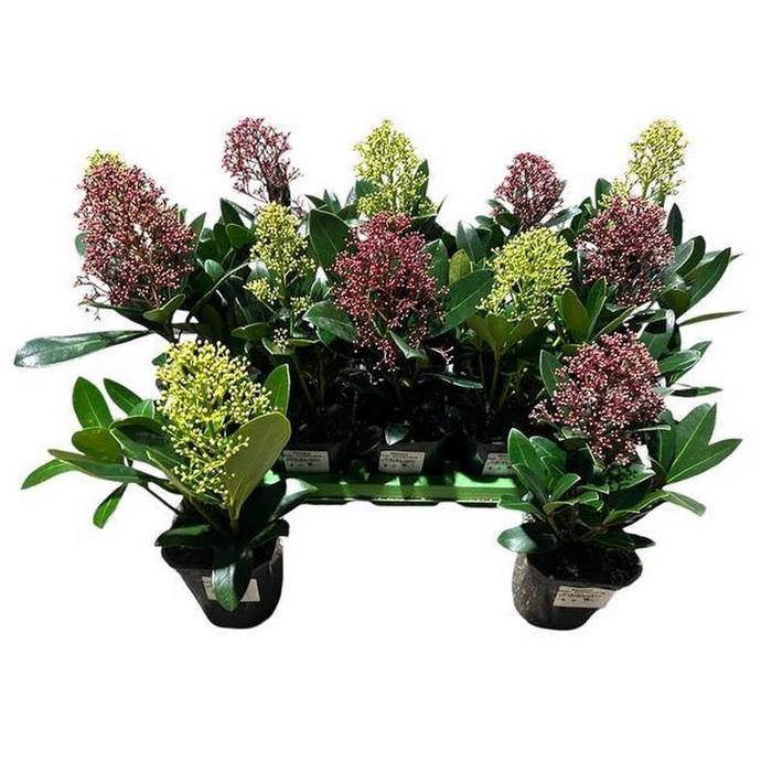 <h4>Skimmia Japonica Mix</h4>