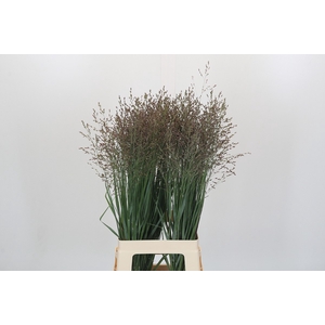 Panicum Heavy Metal