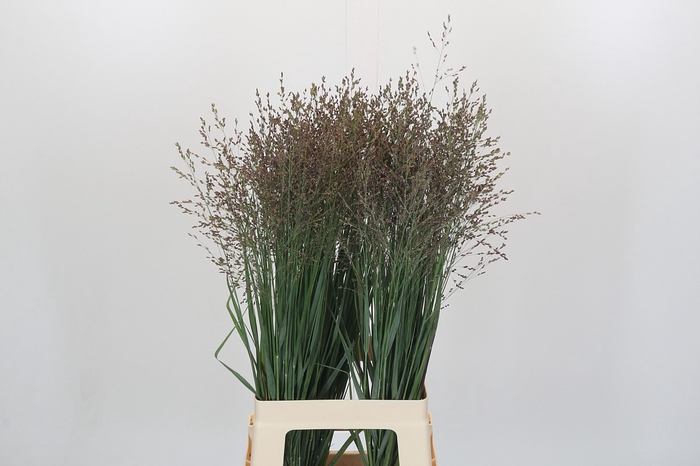 <h4>Panicum Heavy Metal</h4>