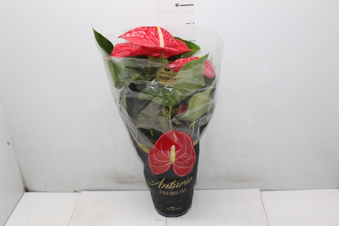 <h4>ANTHURIUM MICHIGAN P17 PREMIUM</h4>