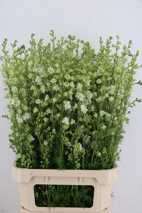 <h4>CONS R Q WHITE</h4>