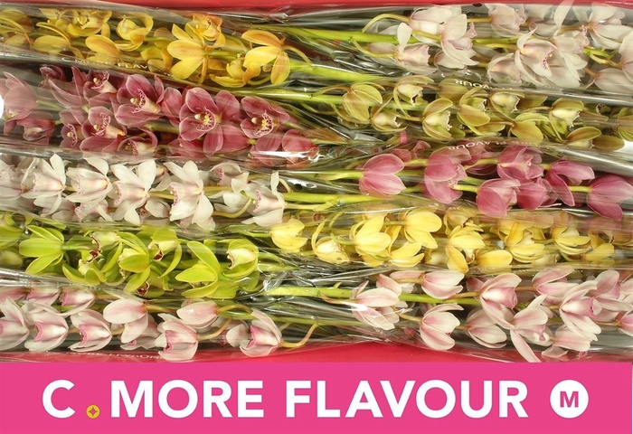 <h4>Cymb Mi Gem</h4>