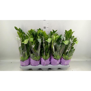 Zamioculcas zamiifolia