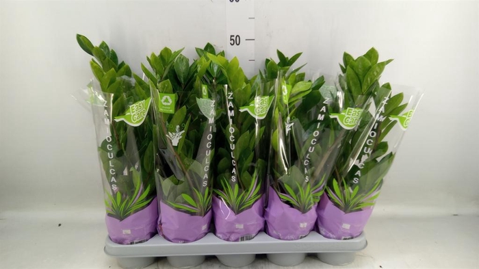 <h4>Zamioculcas zamiifolia</h4>