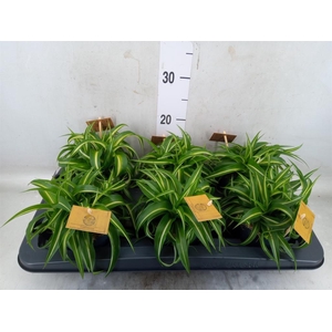 Chlorophytum com. 'Bonnie'