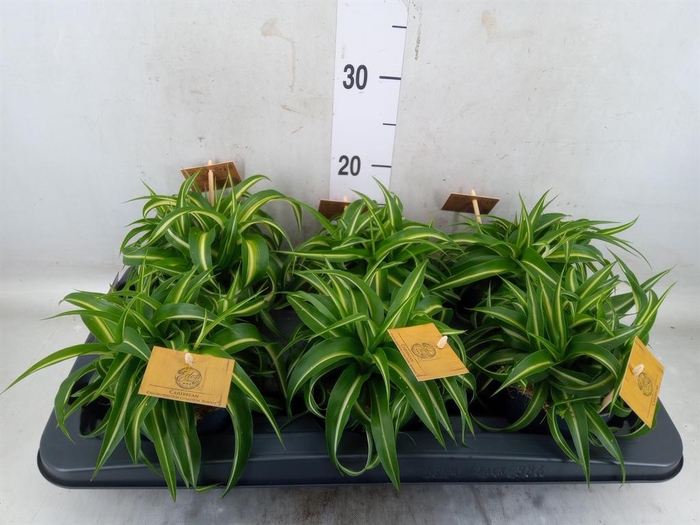 <h4>Chlorophytum com. 'Bonnie'</h4>