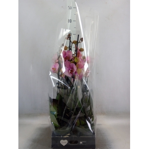 Phalaenopsis  'Jupiter'