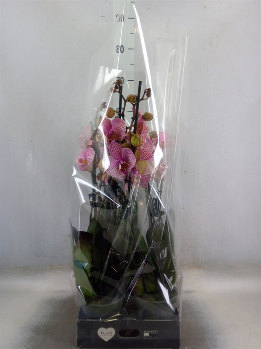 <h4>Phalaenopsis  'Jupiter'</h4>