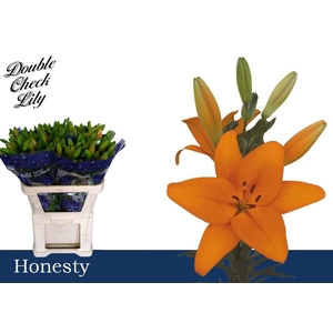 LI LA HONESTY LI LA HONESTY 3+