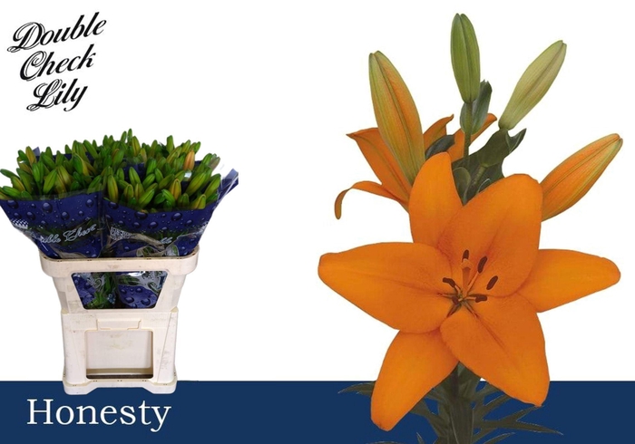 <h4>LI LA HONESTY LI LA HONESTY 3+</h4>