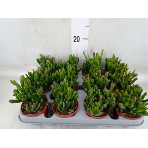 Crassula ovata 'Gollum'