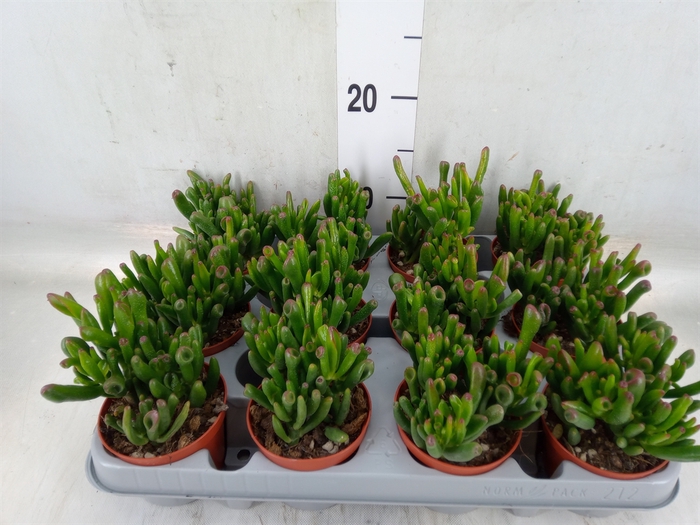 <h4>Crassula ovata 'Gollum'</h4>
