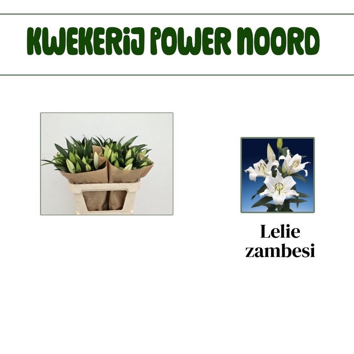 <h4>LI OT ZAMBESI</h4>