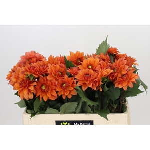 Dahlia Summerflame