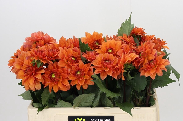 <h4>Dahlia Summerflame</h4>