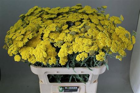 <h4>Achillea Moonshine</h4>