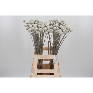 Craspedia Kl Bh Platina Xl