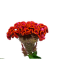 CELOSIA ARGENTEA CRISTATA NEO ORANGE 050 CM