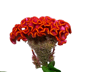 CELOSIA ARGENTEA CRISTATA NEO ORANGE 050 CM