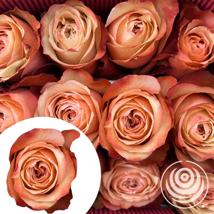 <h4>R Eq Kahala</h4>