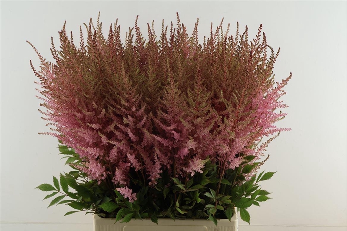<h4>Astilbe Erika 80cm</h4>