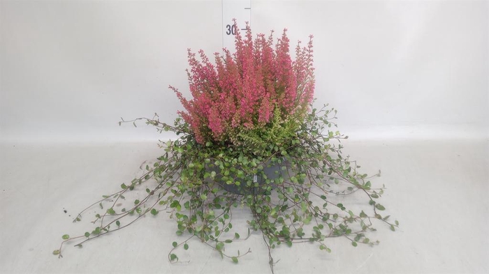 <h4>ERICA "BEA QUEEN MARGARET'</h4>