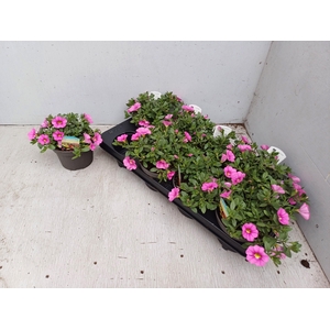 CALIB CA HOT PINK