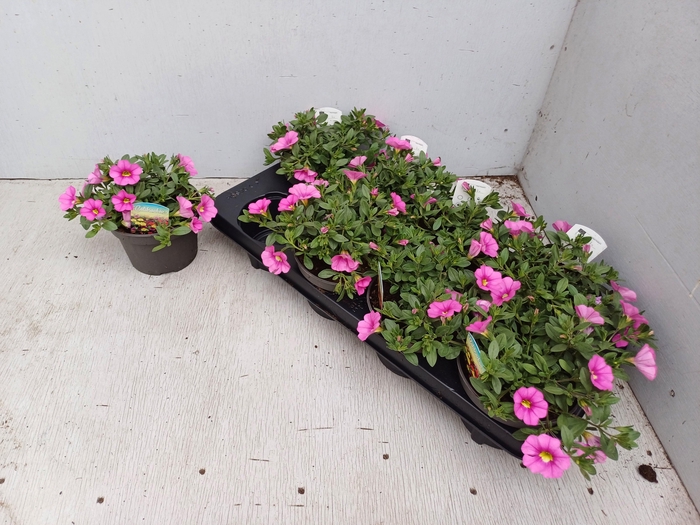 <h4>CALIB CA HOT PINK</h4>