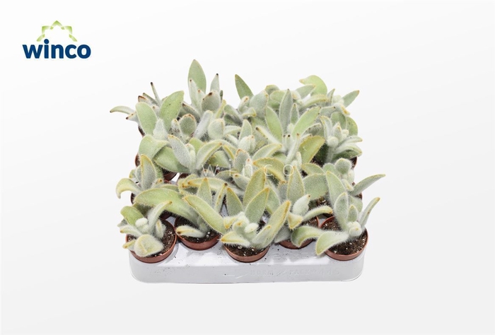 <h4>Kalanchoe Vilosa</h4>