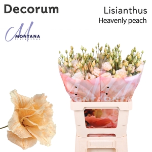 Eustoma russ. DU   ...