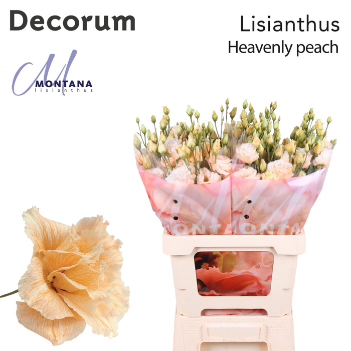 <h4>Eustoma russ. DU   ...</h4>