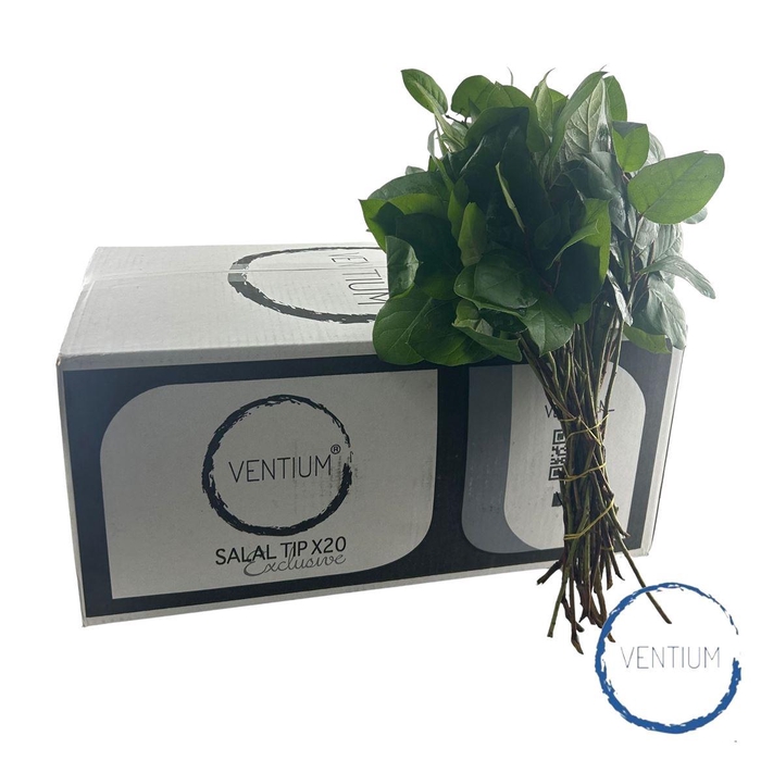 <h4>Salal Tips Ventium Exclusive</h4>
