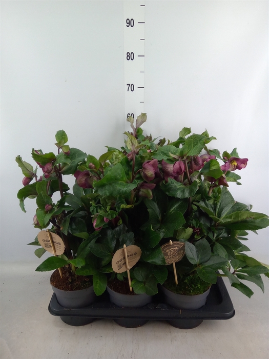 <h4>Helleborus x hybr. 'Red Princess'</h4>