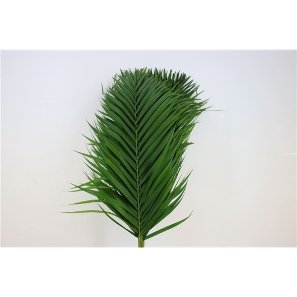 <h4>Cane Palm 100cm</h4>