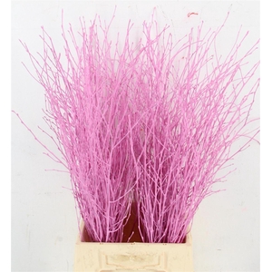 Betula Bs Klb H%