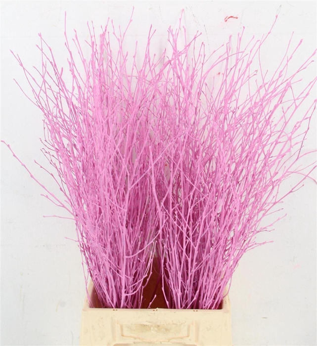 <h4>Betula Bs Klb H%</h4>