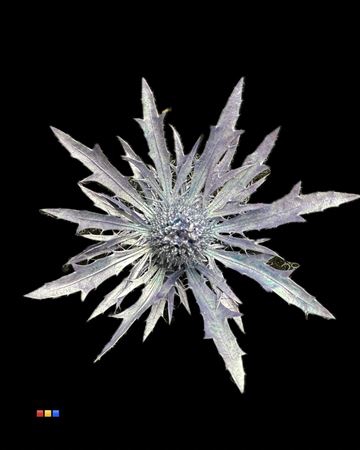 <h4>Eryngium Metallic Purple</h4>