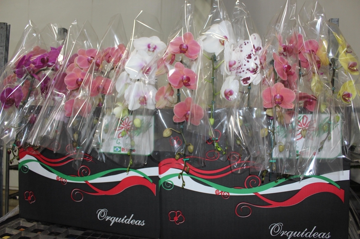 <h4>PHALAENOPSIS CASCATA P15 MIN 11 FLS</h4>