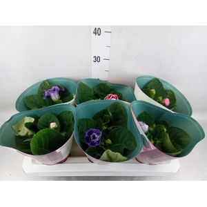 Sinningia  'Brocade'   ...mix