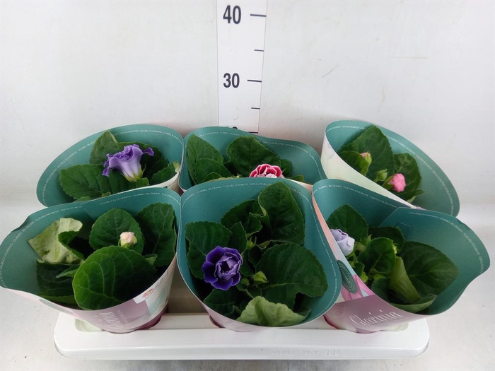 <h4>Sinningia  'Brocade'   ...mix</h4>