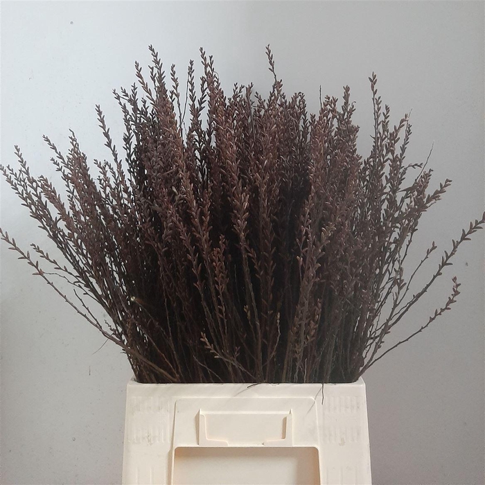 <h4>Myrica Gale (gagel) P Stem</h4>