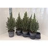 Picea Gl Perfecta