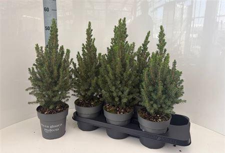 Picea Gl Perfecta