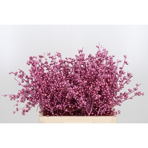 Ilex Kl Bh Metallic Roze