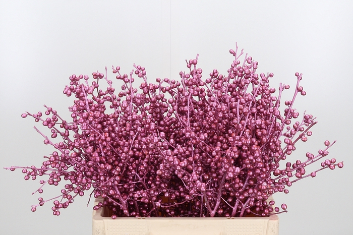 <h4>Ilex Kl Bh Metallic Roze</h4>