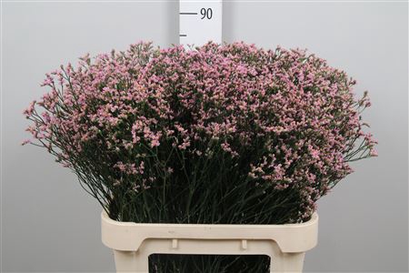<h4>Lim Sin Blush Diamond</h4>