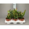 Epiphyllum anguliger