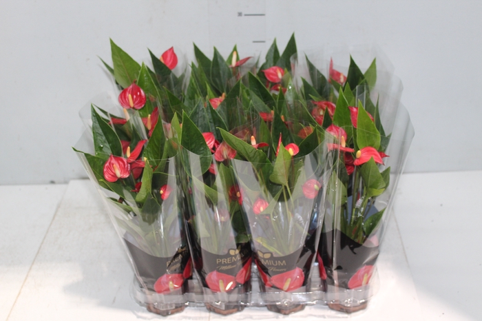 <h4>ANTHURIUM MINI MILLION FLOWERS P09</h4>